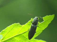 Agriotes pilosellus