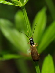 Rhagonycha lignosa