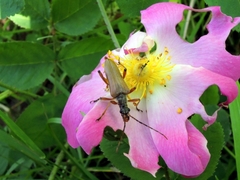 Stenocorus meridianus