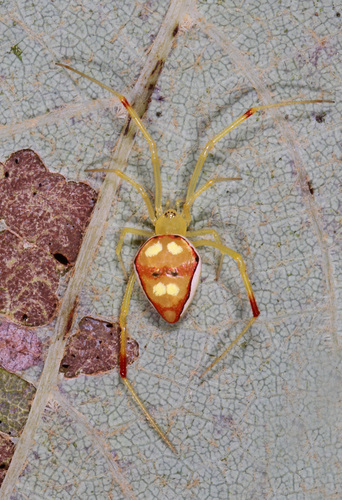 cobweb spiders