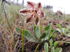Fritillaria purdyi