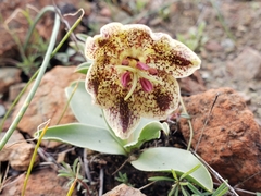 Fritillaria purdyi