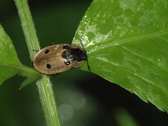 Dendroxena quadrimaculata