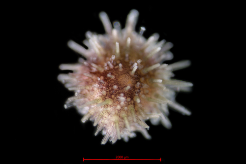 Arctic Green Sea Urchin