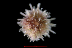 Arctic Green Sea Urchin