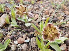 Fritillaria purdyi