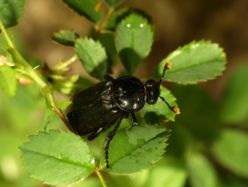 Black Burying Beetle