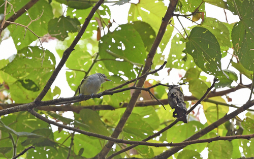 Yellow-rumped Antwren (Euchrepomis sharpei), photo 4