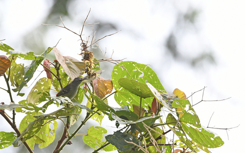 Yellow-rumped Antwren (Euchrepomis sharpei), photo 3