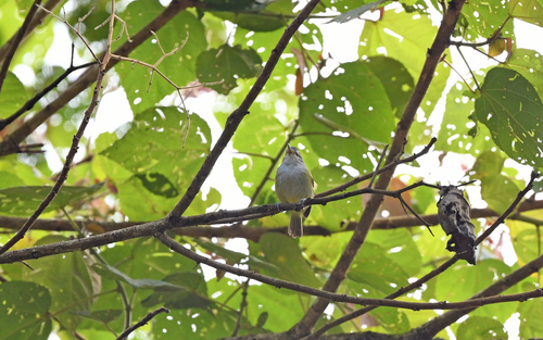 Yellow-rumped Antwren (Euchrepomis sharpei)