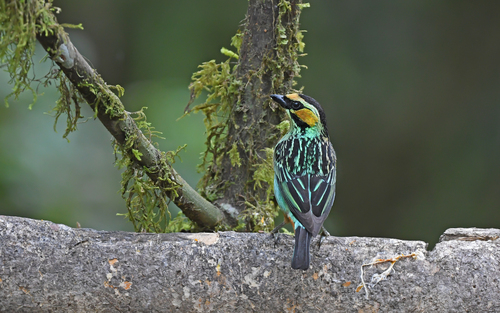 Golden-eared Tanager (Tangara chrysotis), photo 10