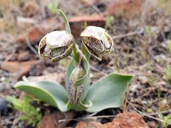 Fritillaria purdyi