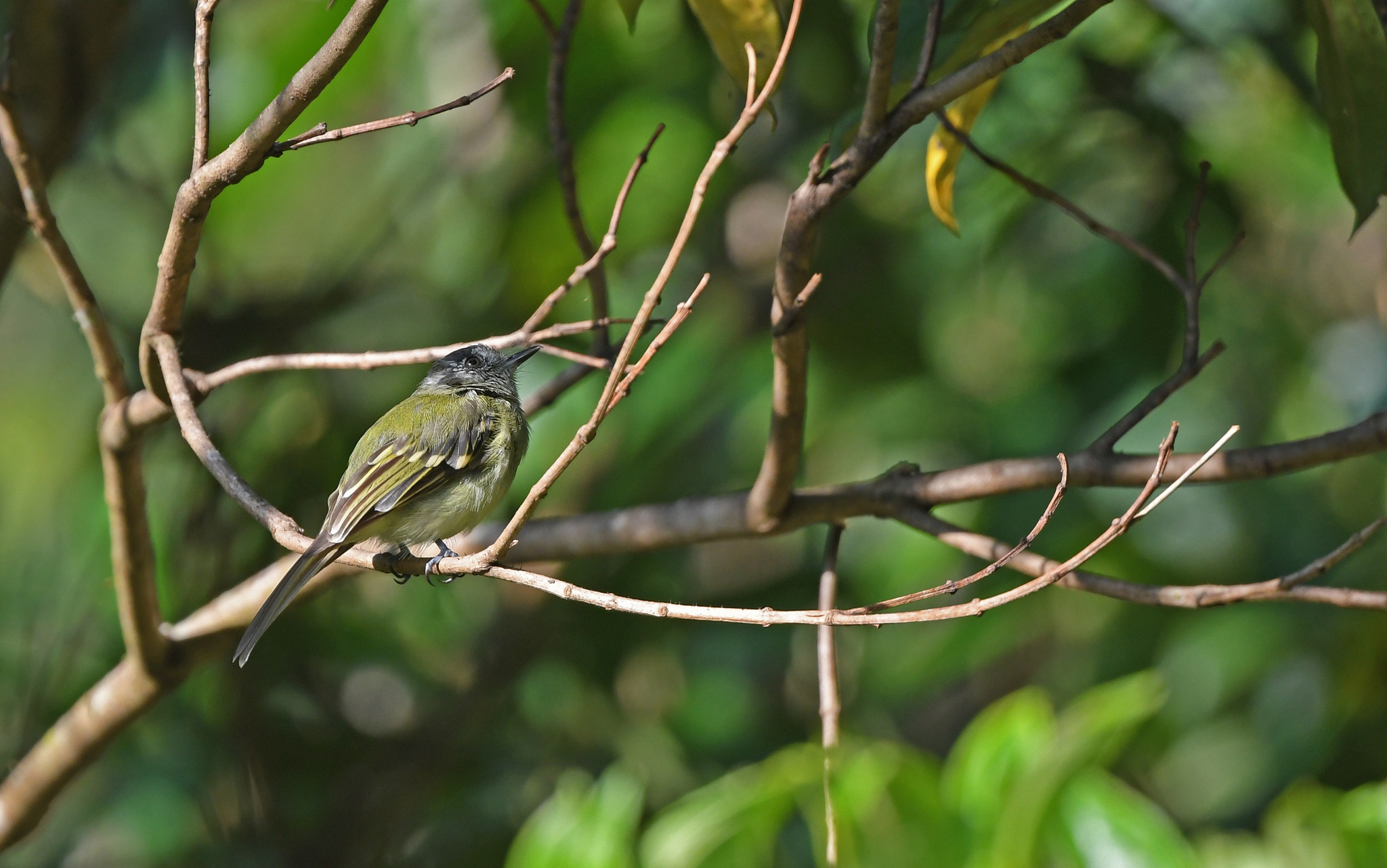 Slaty-capped Flycatcher (Leptopogon superciliaris)