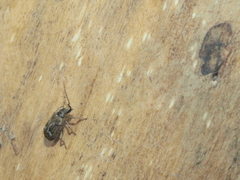 Ptinomorphus imperialis