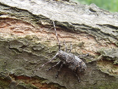 Mesosa nebulosa