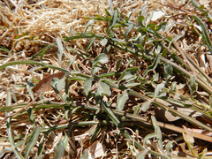 Scorzonera laciniata