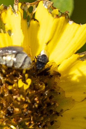 iNaturalist observation photo of Brachyceran Flies