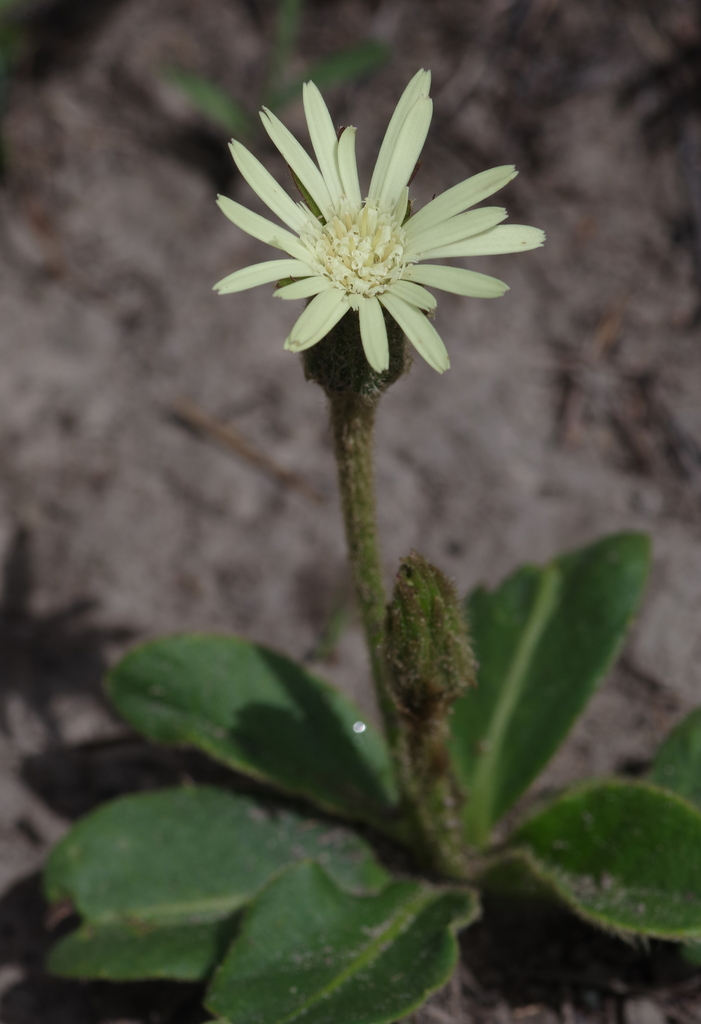 Piloselloides hirsuta (Piloselloides hirsuta)