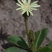Blacktea Gerbera - Photo (c) Craig Peter, some rights reserved (CC BY-NC), uploaded by Craig Peter