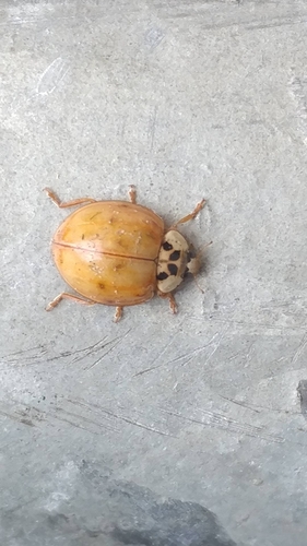 Asian Lady Beetle photographed in New Jersey