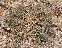 Scorzonera laciniata