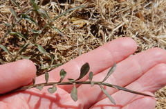 Scorzonera laciniata