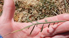 Scorzonera laciniata