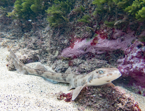 Australian spotted catshark (Asymbolus analis) — Scyliorhinidae