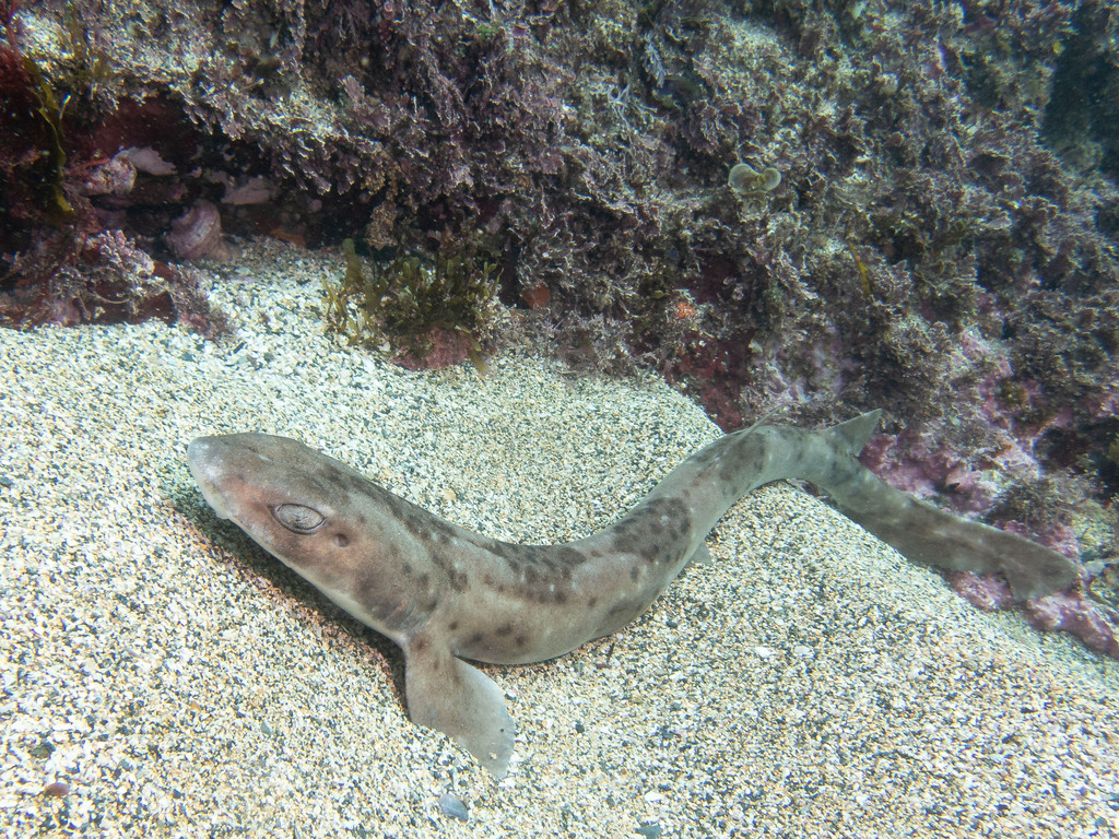 Australian Spotted Catshark