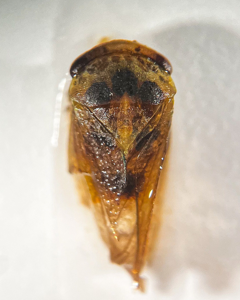 Iassus mirabilis