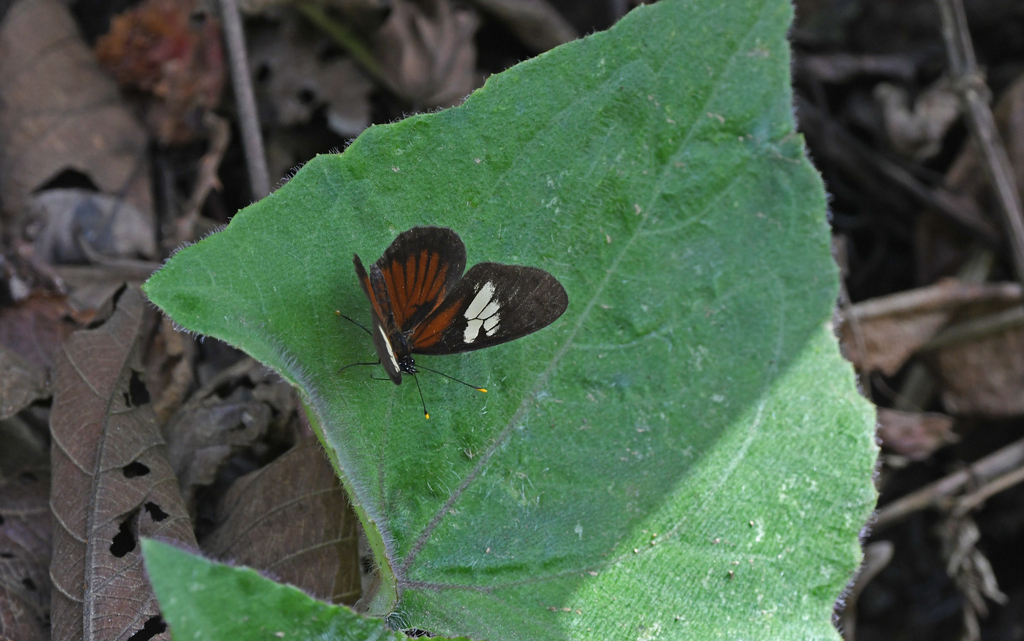 Eresia datis corybassa
