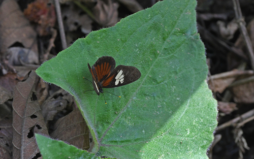 Eresia datis corybassa