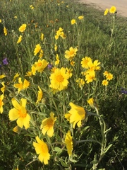 Monolopia lanceolata