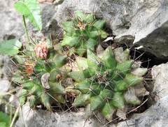 Mammillaria melanocentra melanocentra