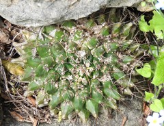 Mammillaria melanocentra melanocentra