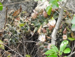 Mammillaria melanocentra melanocentra