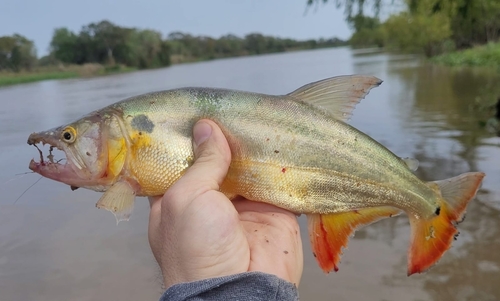 Acestrorhynchus pantaneiro