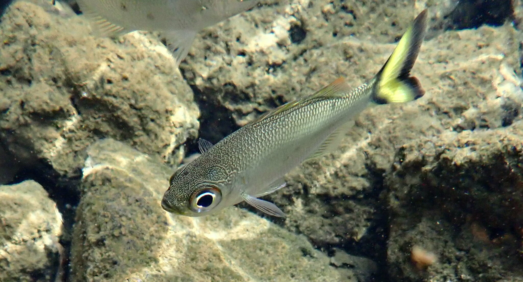 Silver Flagtail photo 4