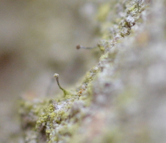 Chaenotheca xyloxena