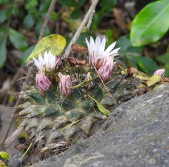 Mammillaria melanocentra melanocentra