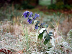 Caryopteris — photo 2