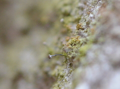 Chaenotheca xyloxena