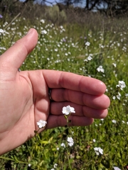 Cryptantha intermedia intermedia