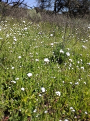 Cryptantha intermedia intermedia