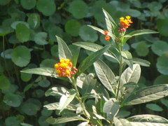 Asclepias curassavica