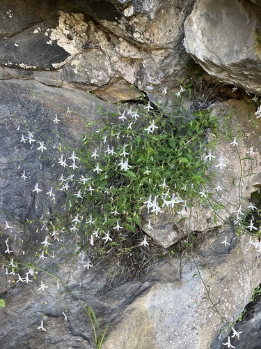 Image of Lobelia pubescens by (c) Charleen Brunke, some rights reserved (CC BY)