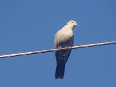 Streptopelia decaocto