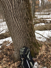 Chaenotheca xyloxena