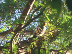 Melanerpes aurifrons