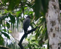 Buteogallus schistaceus